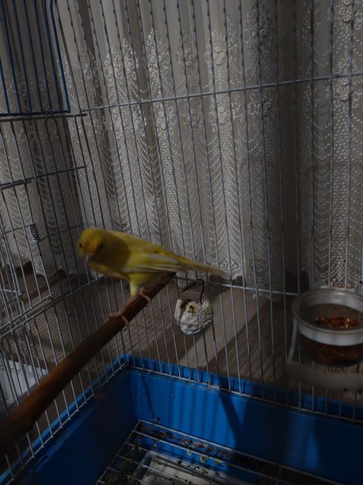 Продается канарейка, 2 года, пение тройник