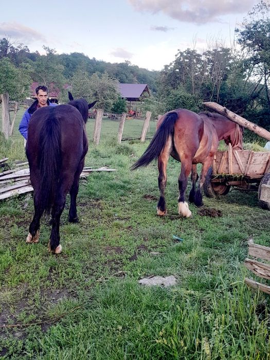 Vand mânză,de una an e cuinte,plnada detali la telefo..........
