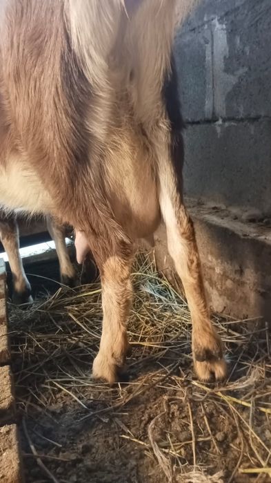 Ешкі сатылады сангу