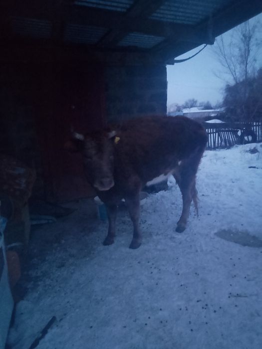 Сиыр сатылады 2 сиыр