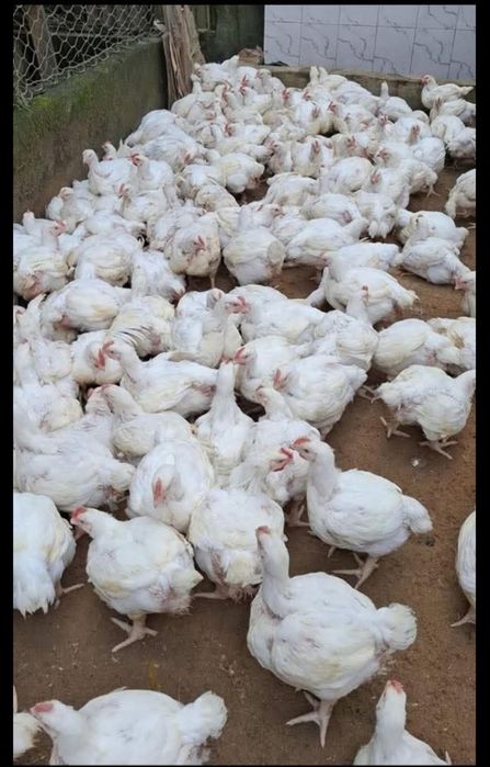 Avem pui alb de carne Ross 308 rasă grea
