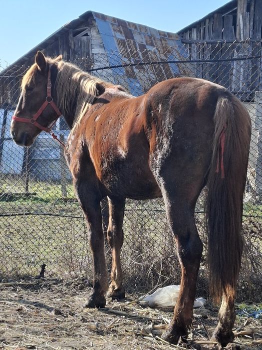 Vand Armasar 5/6 ani