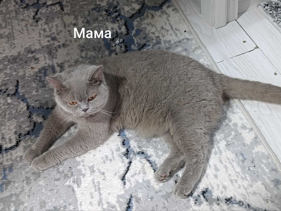 Шикарные породистые котята Британцы