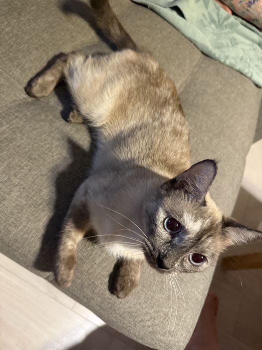 Кошка в добрые руки