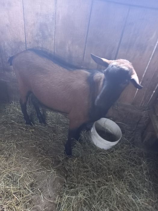 Vând o capră saanen cu lapte și un țap alpin francez