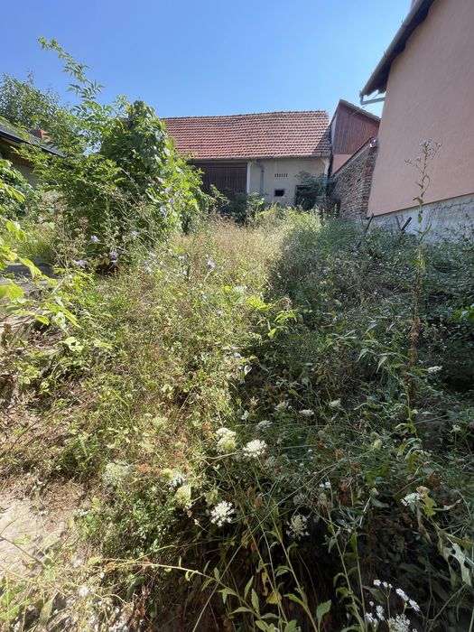 Întreținere grădini și spații verzi – Lăsăm totul perfect!