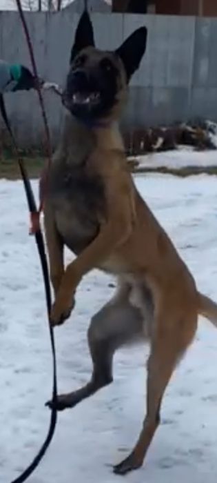 бельгийская овчарка