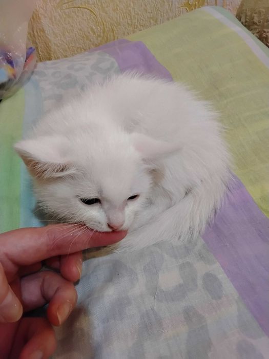 Котенок белый 1,5 месяца девочка