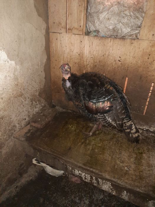 Продам домашних птиц