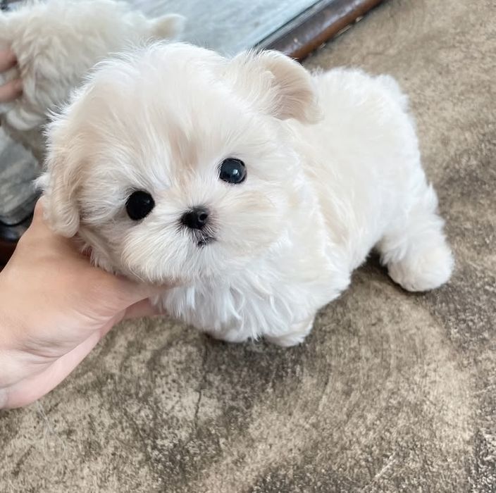 Bichon Maltez mini toy