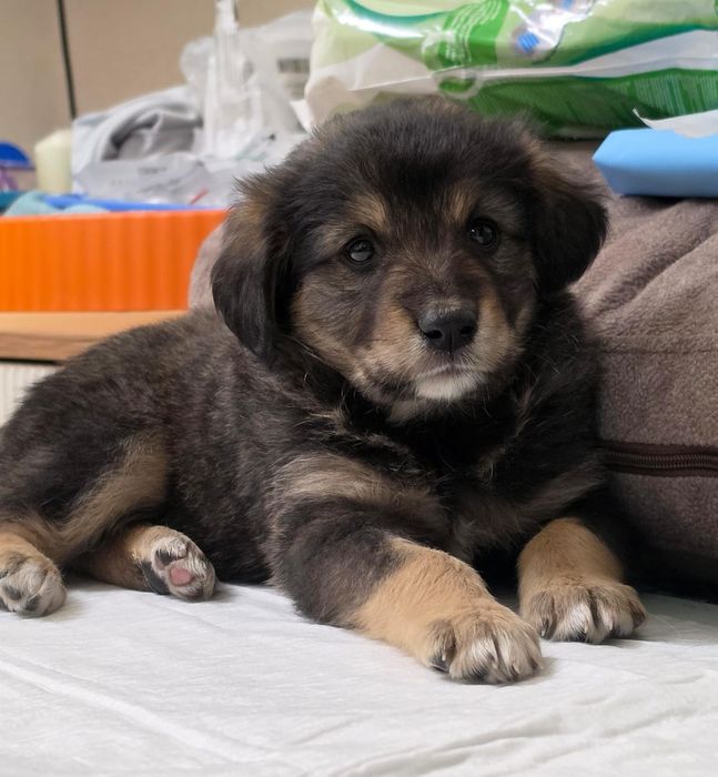 Щенки мальчики ищут дом