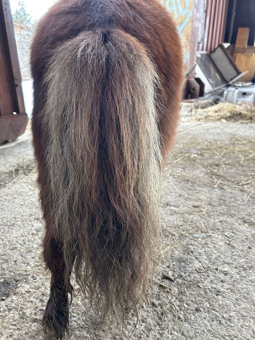 Ponei armăsar de vânzare