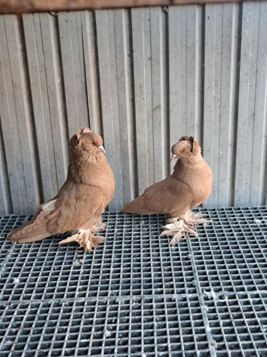 Porumbei uriasi maghiari pereche