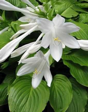 Хрян,Хоста, Еуфорбия, Медуница, Гарванов лук,  Астра, Манголд...