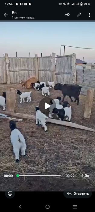 Продам коз с козлятами