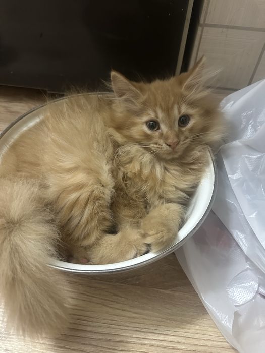 рыжий котенок