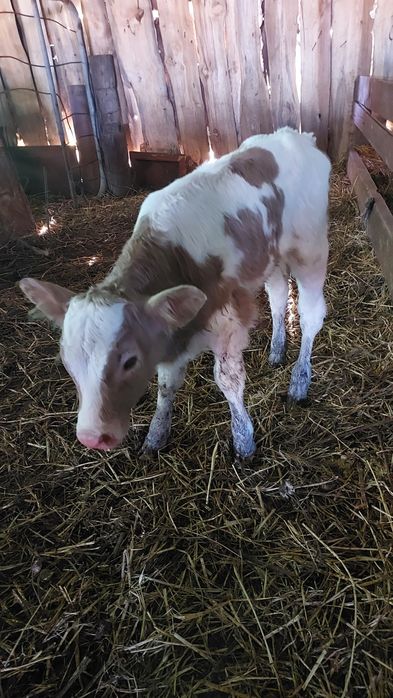 Продам телят бычок и тёлочка