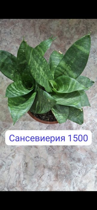 Комнатные цветы обращайтесь