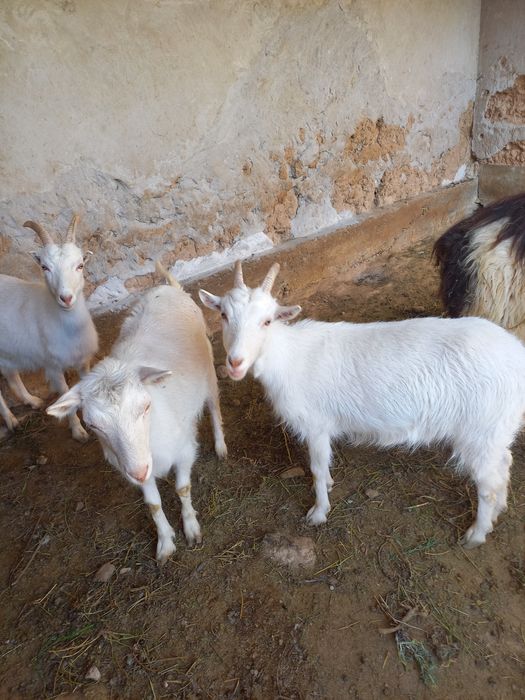 Ешкілер сатылымда