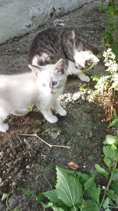 Котята 2 месяца бесплатно