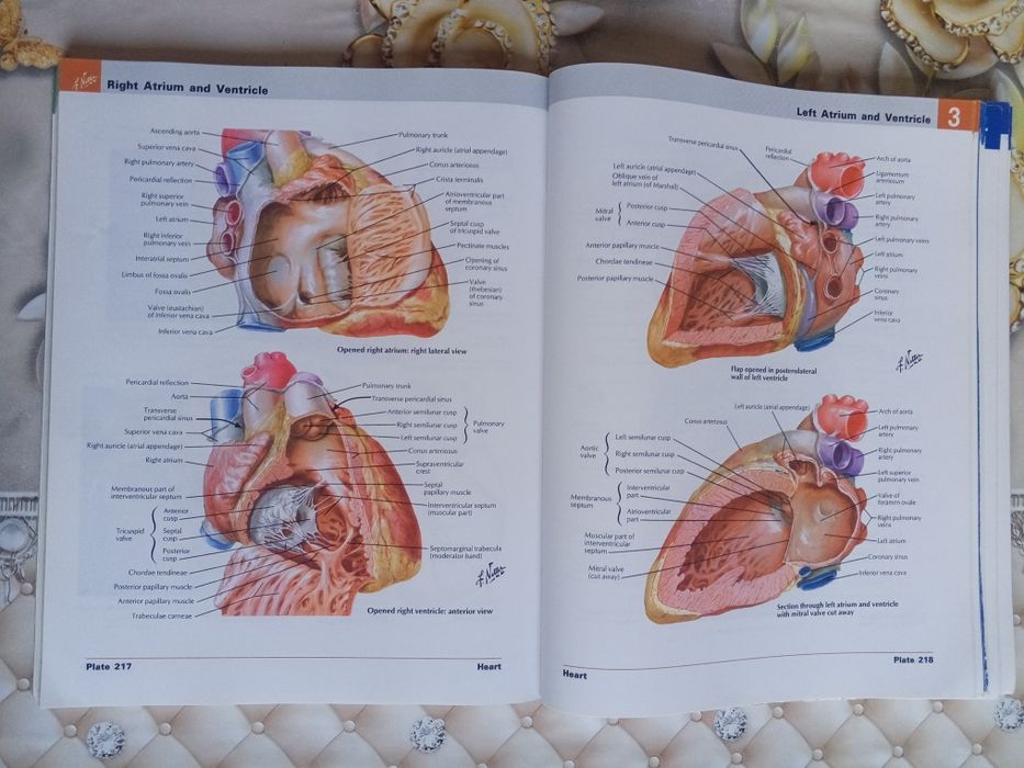 ОРИГИНАЛ! Atlas of human Anatomy Netter