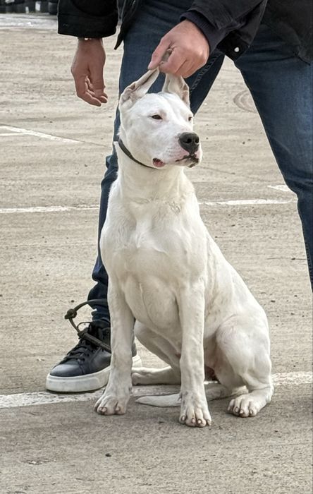 Femela Dog Argentinian