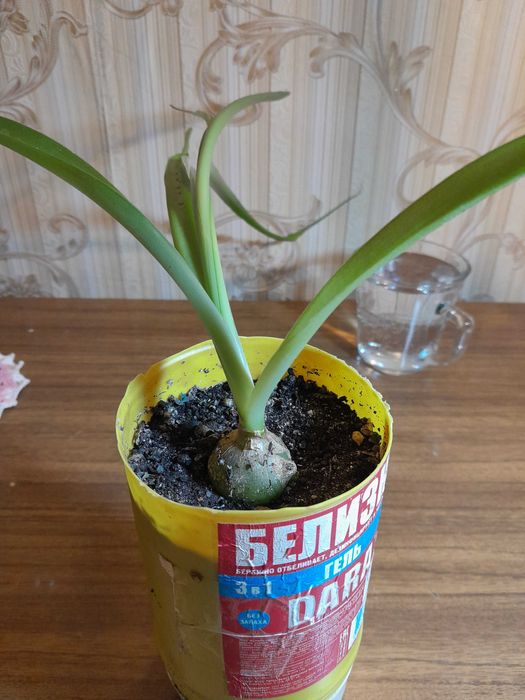 Индийский лук продам