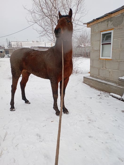 Жеребца трёх летка