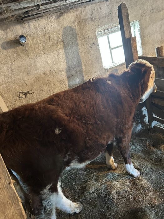 Баспак сатылады Еркек