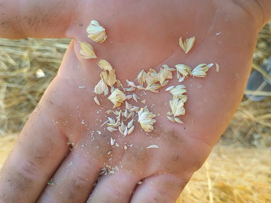 Рулонни бали ПРОСО със зърното