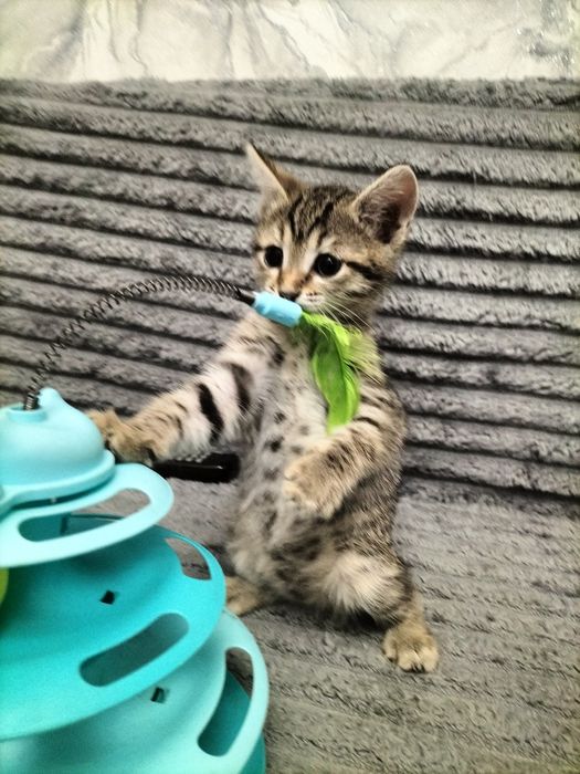 Котята (девочки)