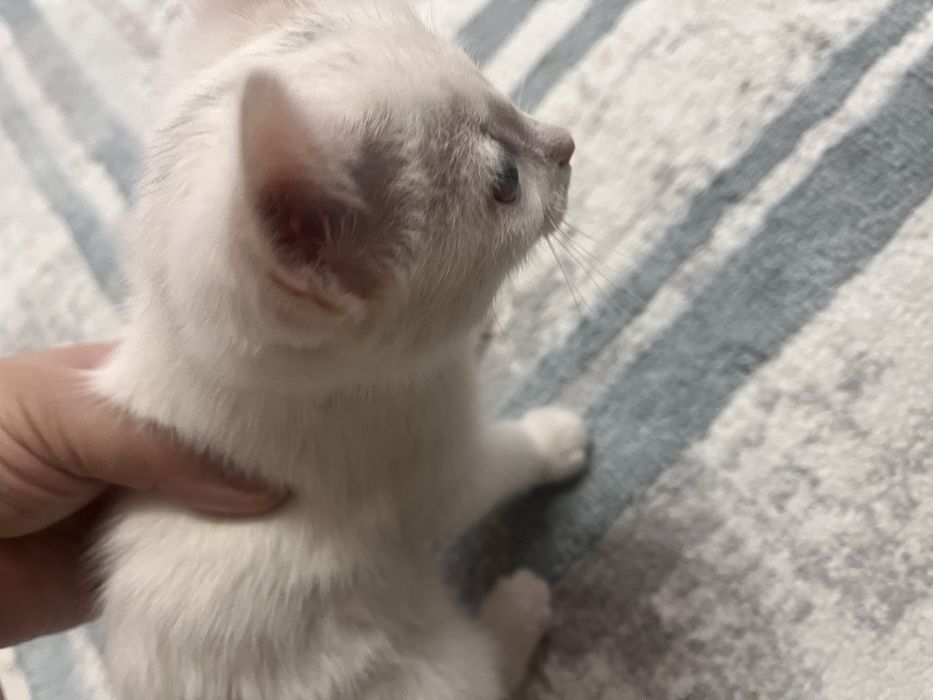 Кошечка ищет дом