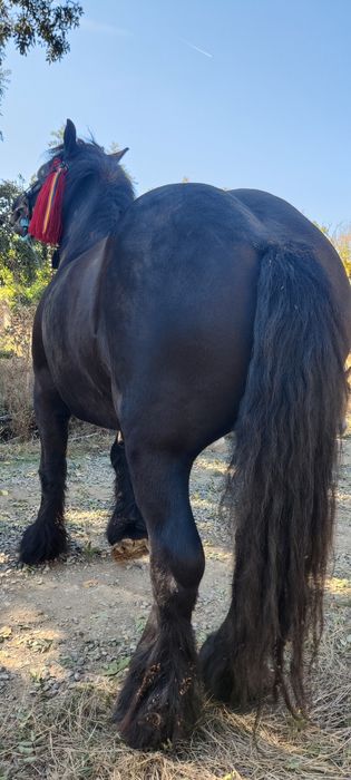 Vând iapă grea culoare neagră