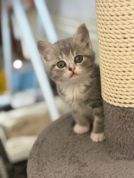Scottish fold va scottish strayt mushuk bolalari sotiladi