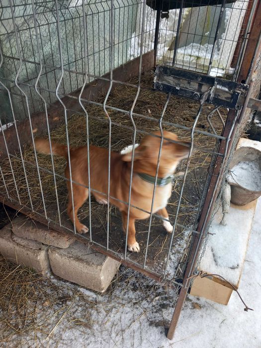 Donez caine și cățelușa urgent