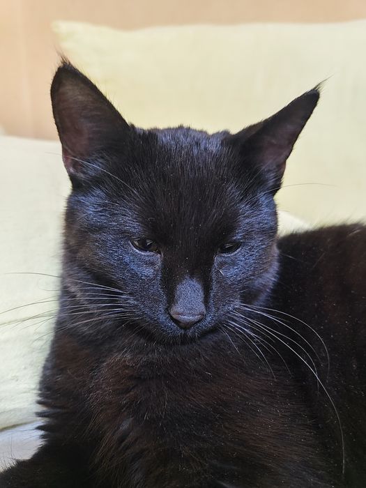 Черно бебе коте. Бамбйска котка