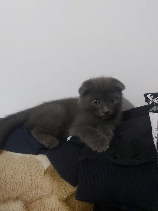 Подарю котят ,кошечку!