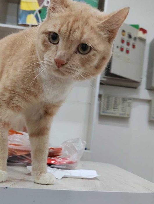 Персиковый котик ищет дом