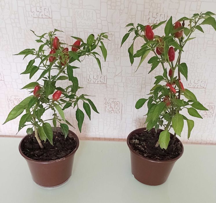 Перец в горшках.