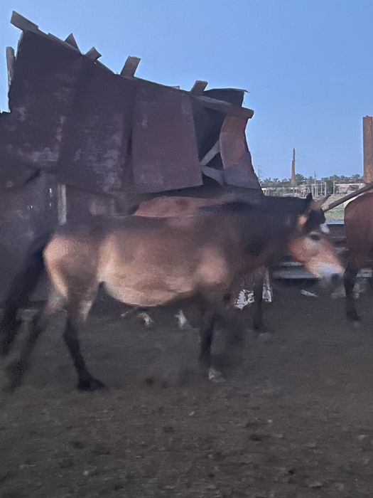 Продам Кобылу первородка