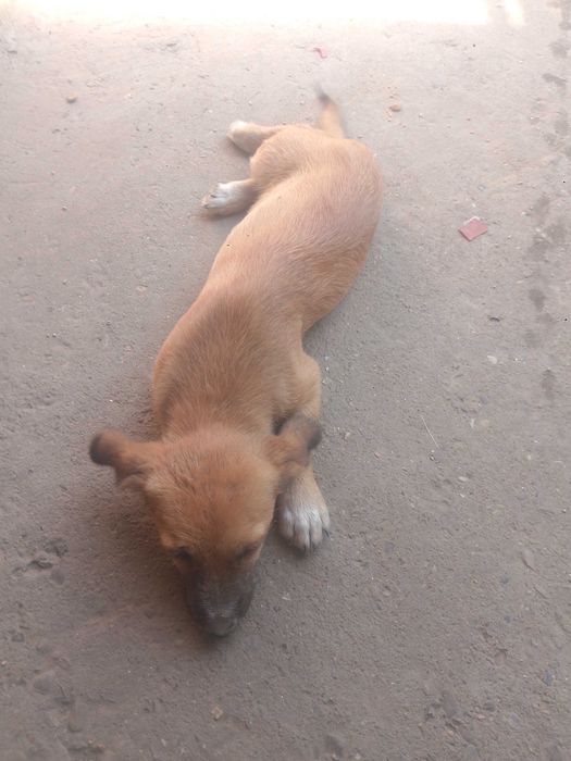 Trei cățelușe adorabile spre adopție