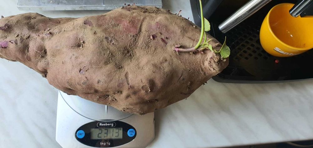 Разсад батати (сладки картофи)