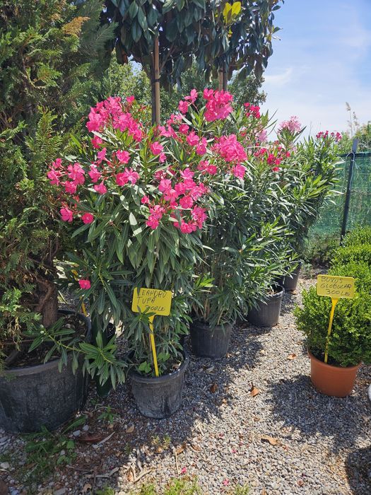 Leandru tufa sau copac superb plin de flori