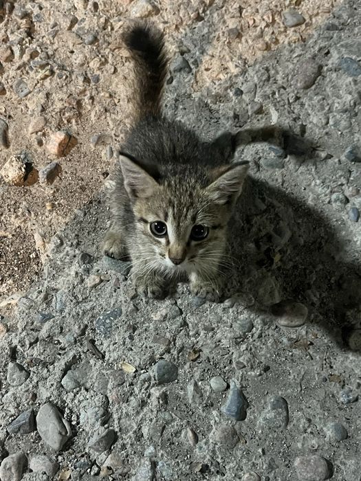 Котенок.