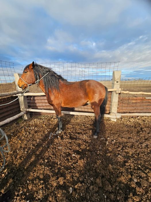 Племенной кушумский жеребец