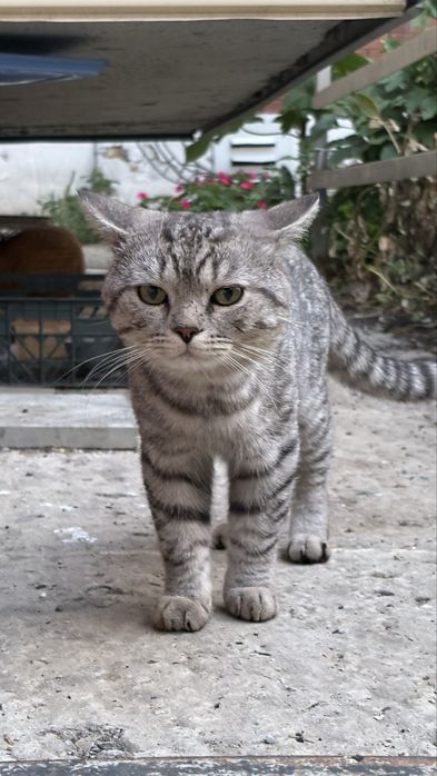 Кот в поисках семьи
