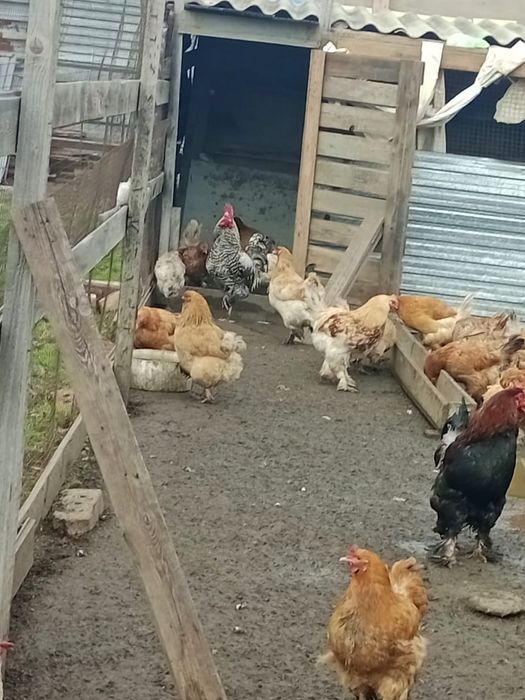 Продам яйца для инкубации