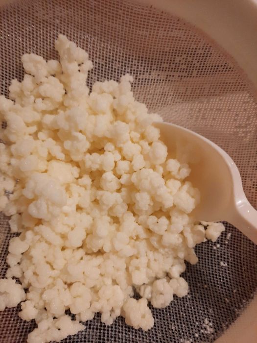 Kefir de apa chefir lapte kombucha scoby