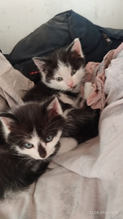 Отдам в добрые руки котят