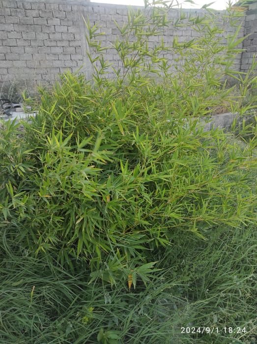 Продам саженцы бамбука